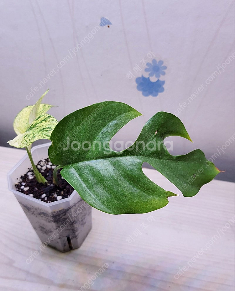 풀민트 히메, 화이트민트 히메, 무늬 히메, 핑크미칸, 마야리 바리에가타 등 여러 희귀식물 분양해요--2